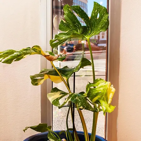 Kennedy ホテル 2*